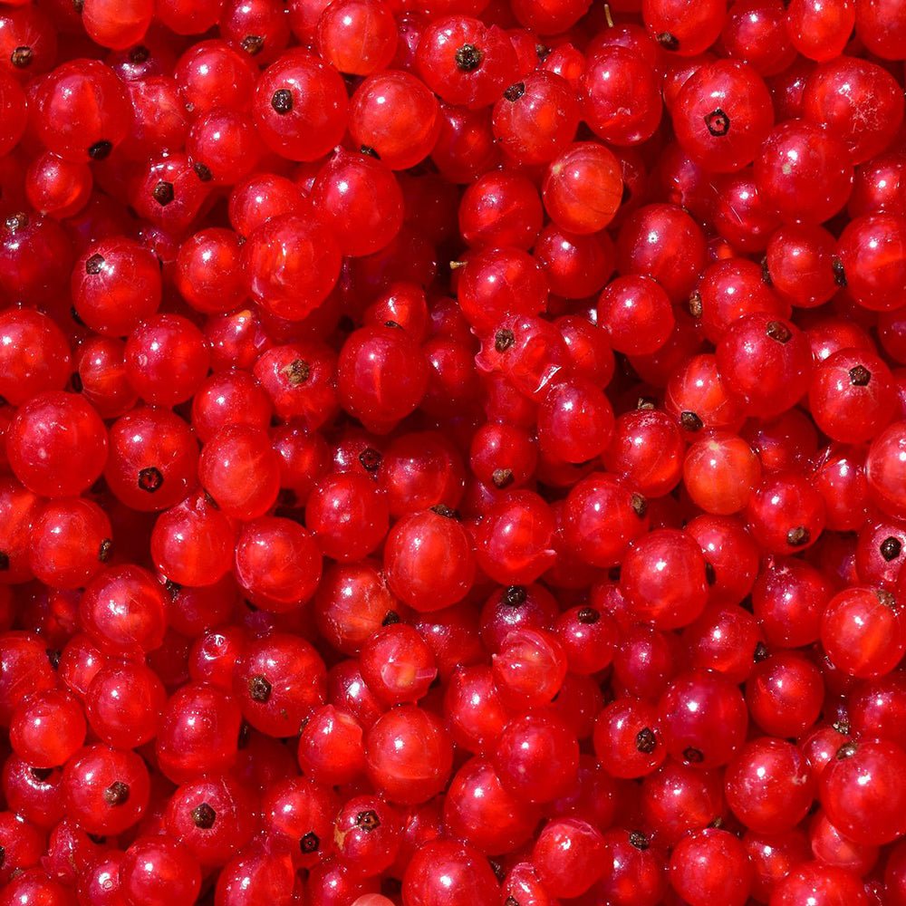 Ribisel pasteurisiert | ideal für Eiszubereitung | Apfelino Ribisel pasteurisiert | ideal für Eiszubereitung | Apfelino