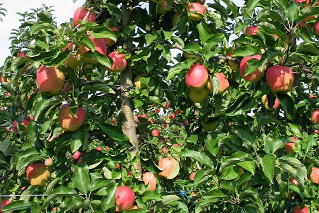 Obstkiste - Apfelino